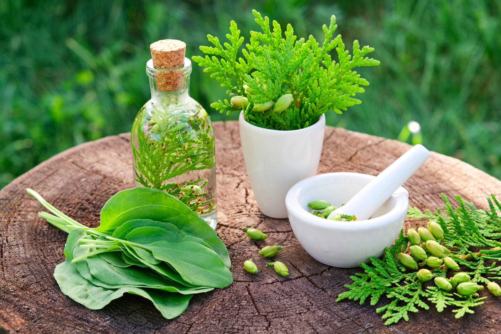 Herbal Medicines